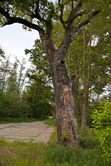 kwiat, drzewo, pejzaż, łąka, owad, kozioróg dębosz