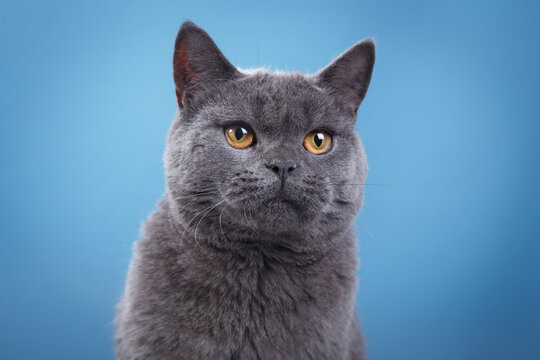 british blue cat on a blue background. cat portrait in photo studio