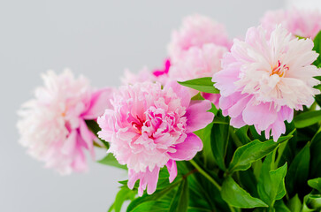 Bouquet of pink beautiful peonies close up