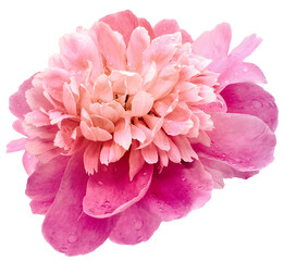 Pink   peony  flower  on white isolated background with clipping path. Closeup. For design. Nature.