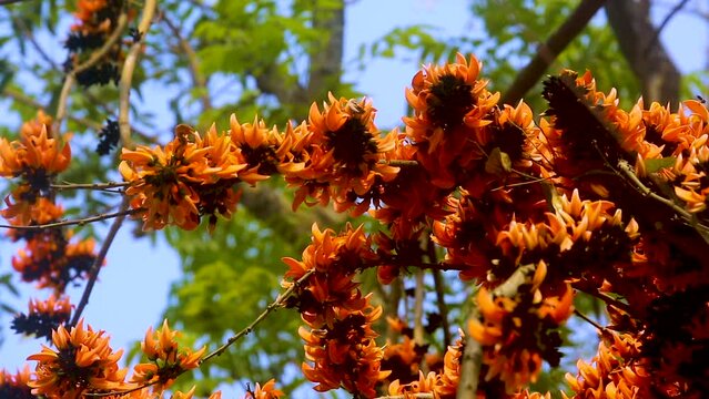 The red-orange Palash flowers have blossomed in the Palash tree. Flowers background.  4k Video.