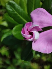  Madagascar periwinkle pink rose flower 