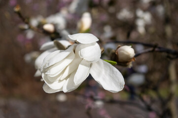Kwitnące magnolie - obrazy, fototapety, plakaty