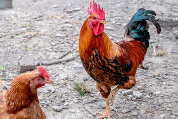 Colorful gallic rooster cock showing off to a hen in the garden. The backyard of a rural household.
