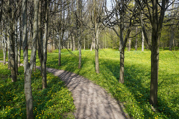 Obraz premium Tree alley with curved path in the park in sunny day