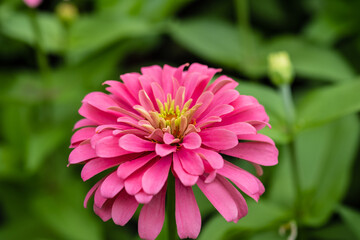 Pink zinnia   with beautiful blooming in  garden  outdoor on green leaf background