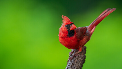 Northern Cardinal