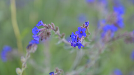 flower, kwiat, Sommer, lato , colori, macro, natura, łąka © Romek
