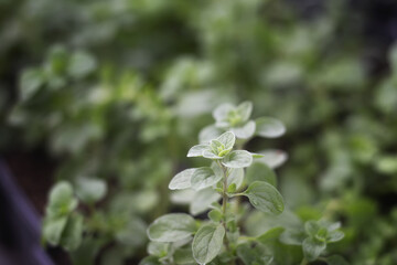 Marjoram, Origanum majorana, pot marjoram, sweet marjoram or knotted marjoram