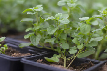 Marjoram, Origanum majorana, pot marjoram, sweet marjoram or knotted marjoram