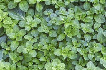 Natural background of marjoram leaves. Fresh leaves of origanum vulgare or wild marjoram as a green background.