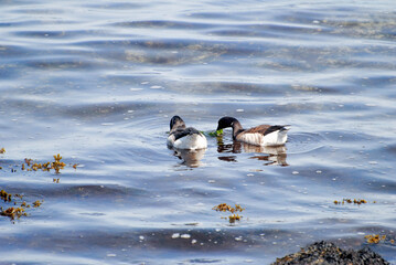 Brant or Brent Geese (Branta bernicla) Feeding on Seaweed - May 12, 2022, New London, Connecticut,...