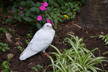 White Pigeon