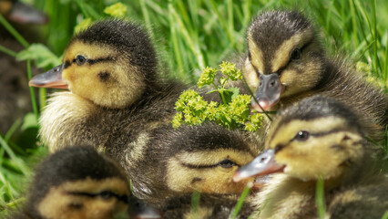 Little wild ducklings sitting on the green grass. Cute newborn tiny ducklings. Selective focus. Defocused foreground.