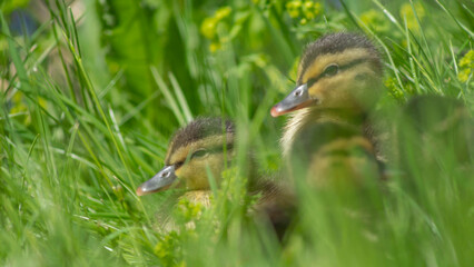 Little wild ducklings sitting on the green grass. Cute newborn tiny ducklings. Selective focus. Defocused foreground.