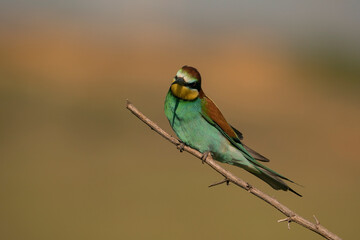 European Bee-eater (Merops apiaster9) perched on a dry tree branch