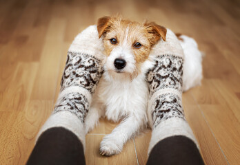 Small breed cute jack russell terrier dog looking, relaxing between owner's legs at home. Relationship, friendship of human and animal, pet love and care.