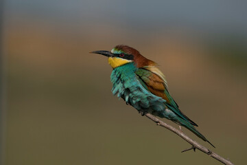 European Bee-eater (Merops apiaster9) perched on a dry tree branch