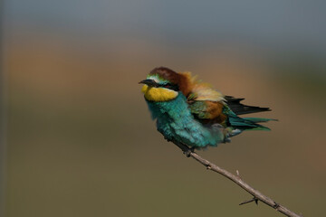 European Bee-eater (Merops apiaster9) perched on a dry tree branch
