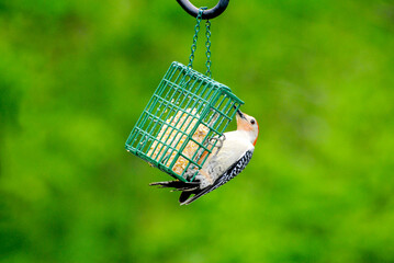 Red-Bellied Woodpecker (Melanerpes carolinus) on a Suet Feeder