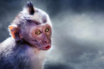 Monkey portrait