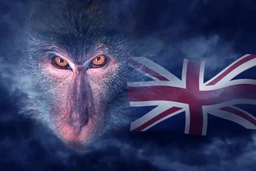Türaufkleber Wicked monkey portrait © watman