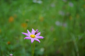 beautiful wild flower