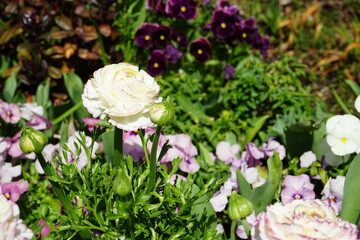 white rose in the garden