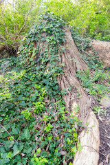 Small plants growing over old tree trunks