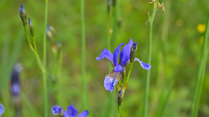 flower, kwiat, Sommer, lato , colori, macro, natura, łąka © Romek