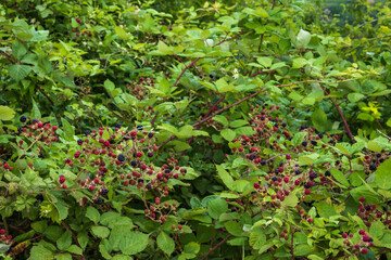 Bushes with ripe juicy wild blackberries in Rheinhessen/Germany in summer