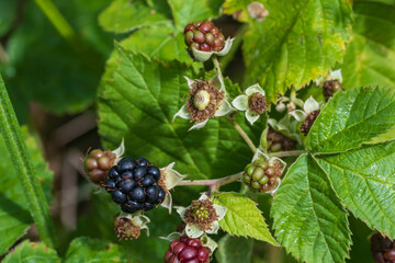 Close-up of ripe blackberries against a blurred green background in Rheinhessen/Germany
