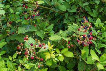 Bushes with ripe juicy wild blackberries in Rheinhessen/Germany in summer