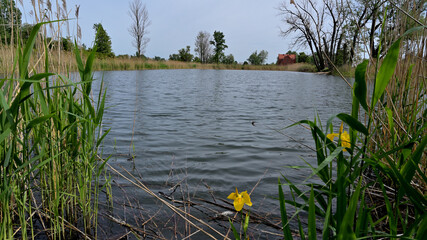 flower, kwiat, Sommer, lato , colori, macro, natura, łąka