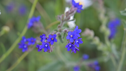 flower, kwiat, Sommer, lato , colori, macro, natura, łąka