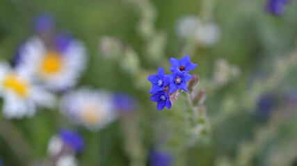 flower, kwiat, Sommer, lato , colori, macro, natura, łąka
