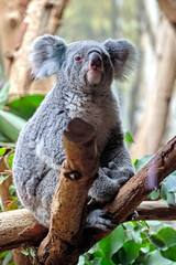 Koala ( Phascolarctos cinereus ).