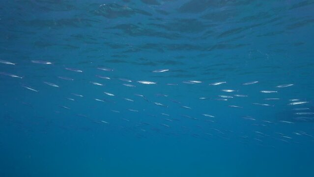 4K 120 fps Super Slow Motion: Seascape with School of Fish, Ballyhoo, Halfbeak, coral, and sponge in the coral reef of the Caribbean Sea, Curacao