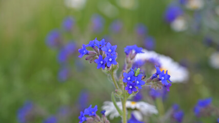flower, kwiat, Sommer, lato , colori, macro, natura, łąka