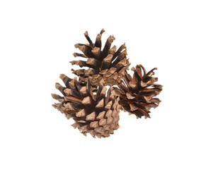 fir cone isolated on white background