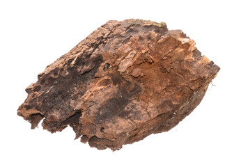 rotten tree isolated on white background
