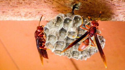 red wasps in your nest, these wasps are usually peaceful, but if you can order you attack with...