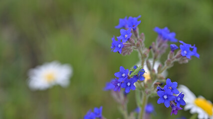 flower, kwiat, Sommer, lato , colori, macro, natura, łąka