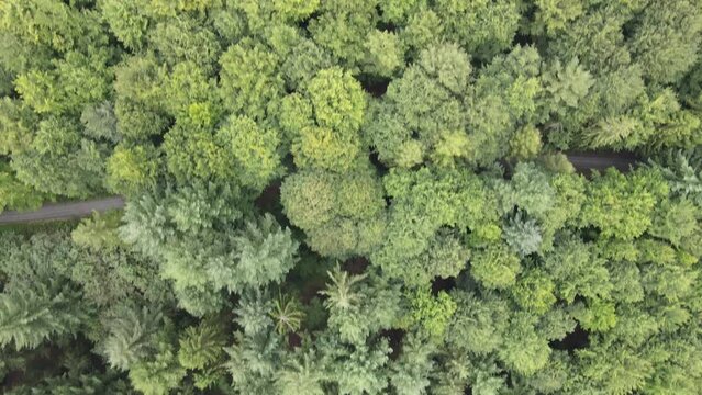 Aerial view of trees in a forest in Kaiserslautern Germany