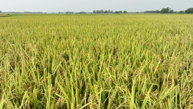 rice field in bangladesh - Ripe peddy field