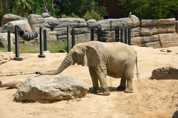 Fototapeta premium Elephant in Barcelona Zoo Spain