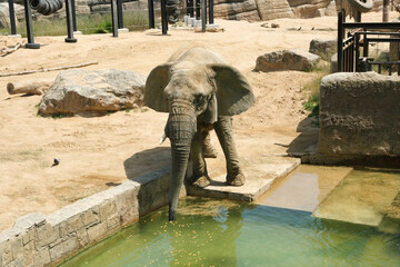 Elephant in Barcelona Zoo Spain