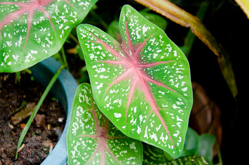 pink, green, white spotted tree