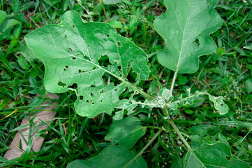 The leaves of the plant are destroyed by worms.