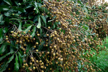 Very fruitful species of longan